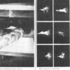 L’Amour - Image 5
